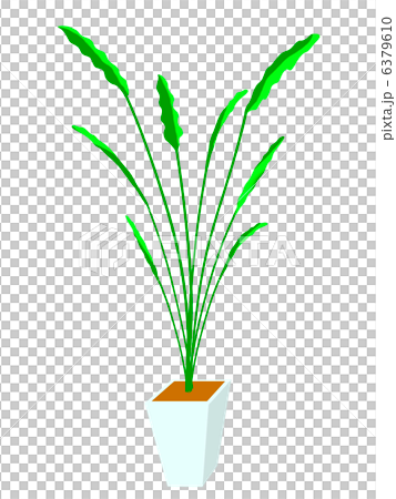 House Plant Strelitza Augusta Green Tropical Potted Plants 6379610