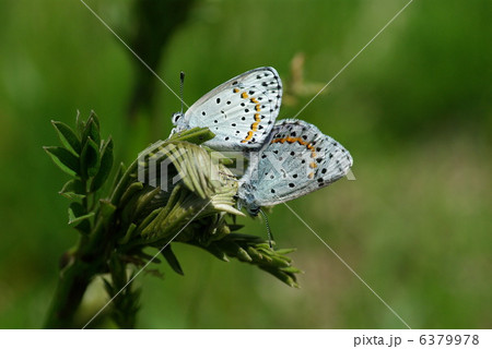 オオルリシジミ 6379978