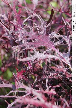 赤カラシナ　コーラルリーフフェザー 6379988