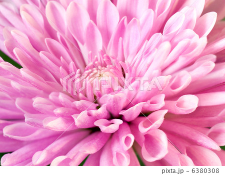chrysanthemum chrysanthemum 6380308
