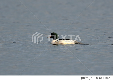 カワアイサ 6381162