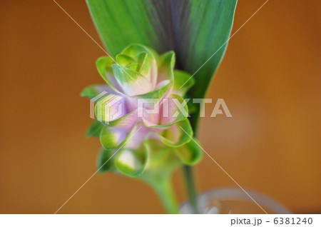 クルクマ クルクマ 6381240