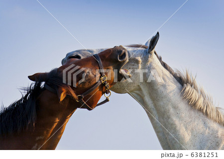 Two loving horses 6381251