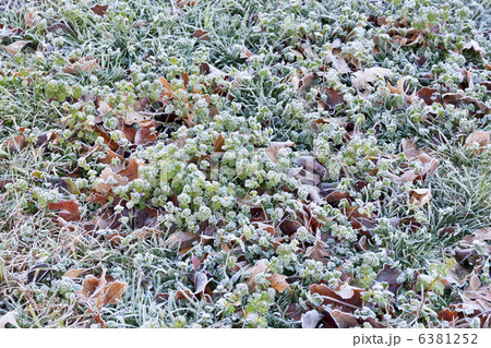 Frozen grass 6381252