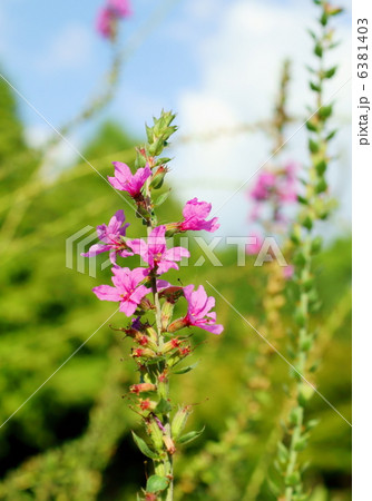 ミソハギ 花言葉:切ないほどの愛 Lythrum anceps ミソハギ 花言葉:切ないほどの愛 Lythrum anceps 6381403