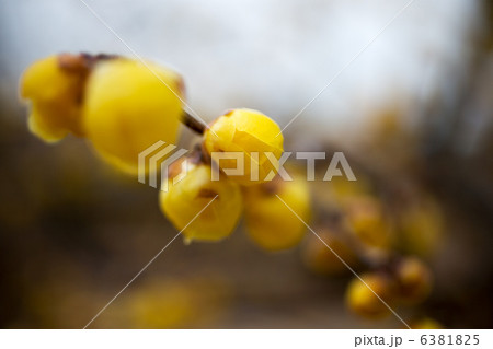 ロウバイ　満月 6381825