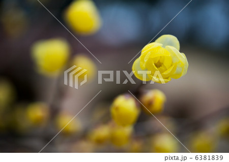 マンゲツロウバイ 6381839