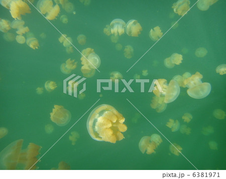 ジェリーフィッシュレイク 6381971