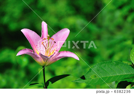 ヒメサユリ 6382236