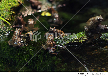 ツチガエル 6382439