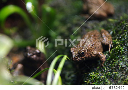 ツチガエル 6382442