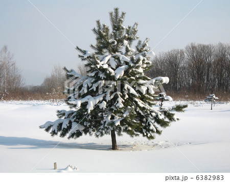 nature. pathway in the forest with sunlight 6382983