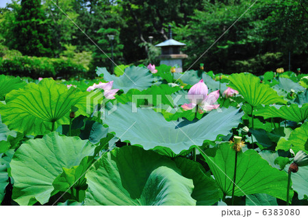 蓮の花咲く白山公園 蓮の花咲く白山公園 6383080