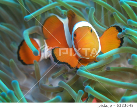 クマノミ 6383648