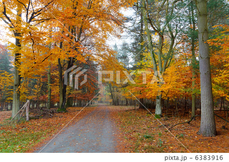 Misty autumnal park Misty autumnal park 6383916