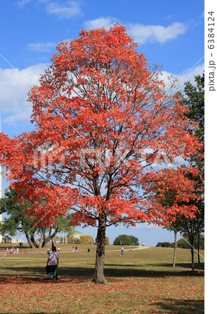 Red maple tree 6384124