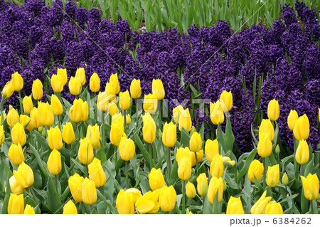 Flower bed in Keukenhof gardens Flower bed in Keukenhof gardens 6384262
