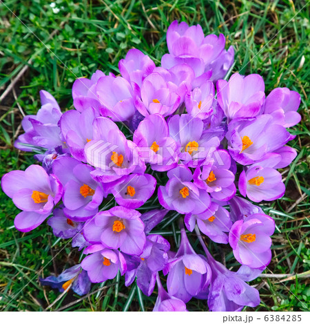 crocus flowers 6384285