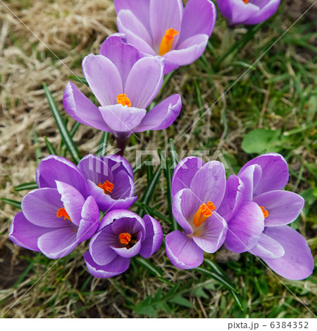 crocus flowers 6384352
