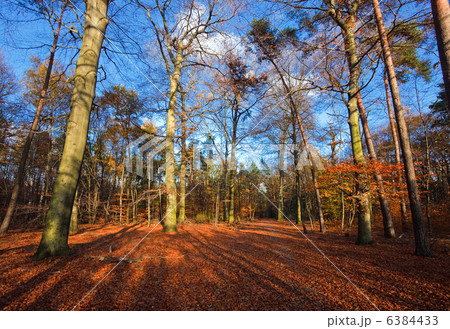 autumn 6384433