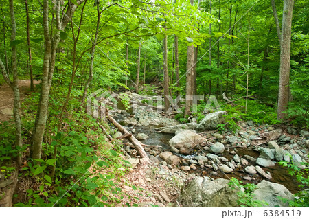 Wooden river in Shenandoah national park 6384519