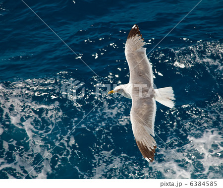 Flying seagull Flying seagull 6384585