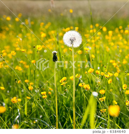 White dandelion parachute ball 6384640