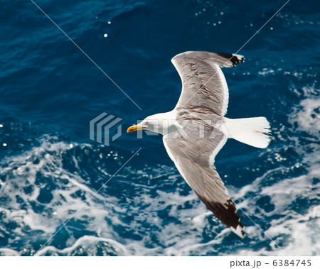 Flying seagull 6384745
