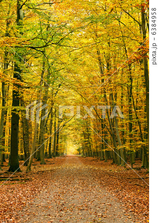 Pathway in the autumn forest 6384958