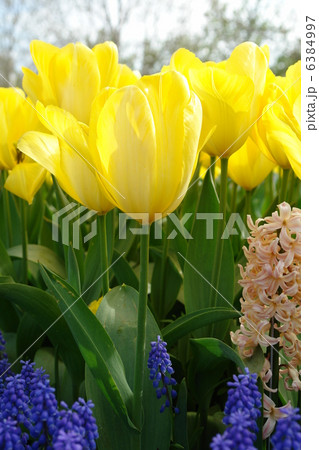 Closeup of yellow tulips 6384997
