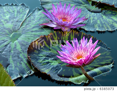 water lily 6385073