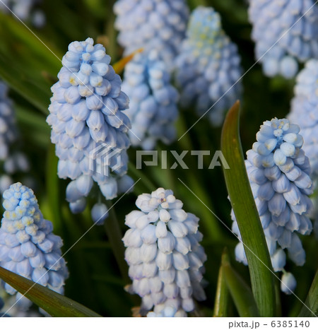 Natural backgrounds: Bluebells 6385140