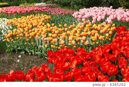 Natural backgrounds: tulips 6385202