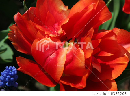 Tulips 6385203