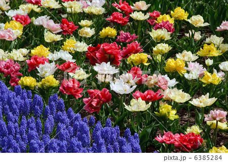 Flower bed in Keukenhof gardens 6385284