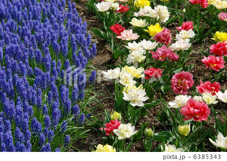 Flower bed in Keukenhof gardens 6385343