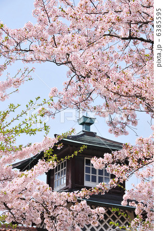 桜咲く旧新潟税関庁舎 桜咲く旧新潟税関庁舎 6385595