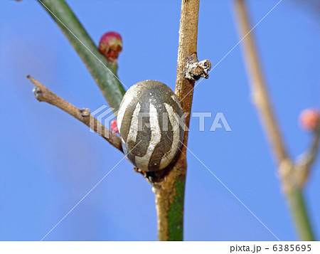 イラガの繭 イラガの繭 6385695