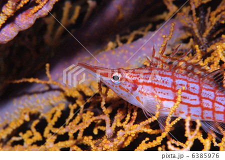 クダゴンベ 6385976