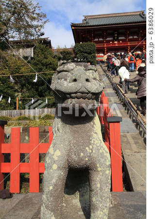鶴岡八幡宮の狛犬 鶴岡八幡宮の狛犬 6386029