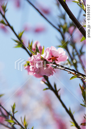 花桃 花桃 6386097