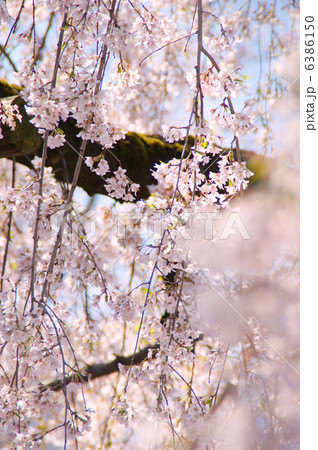 枝垂れ桜 枝垂れ桜 6386150