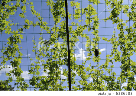 緑のカーテン 6386583