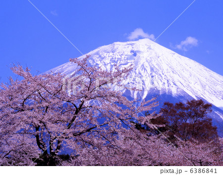 富士宮市の桜と富士山 6386841