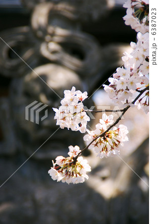 仁王像とソメイヨシノ 仁王像とソメイヨシノ 6387023