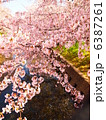 五条川の桜 6387261