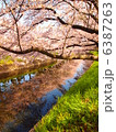五条川の桜 6387263