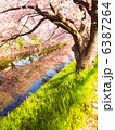 五条川の桜 6387264