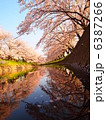 五条川の桜 6387266