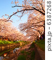 五条川の桜 6387268